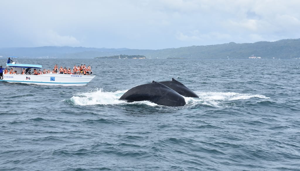 Samaná Whale Watching