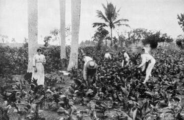 Dominican tobacco: History and characteristics