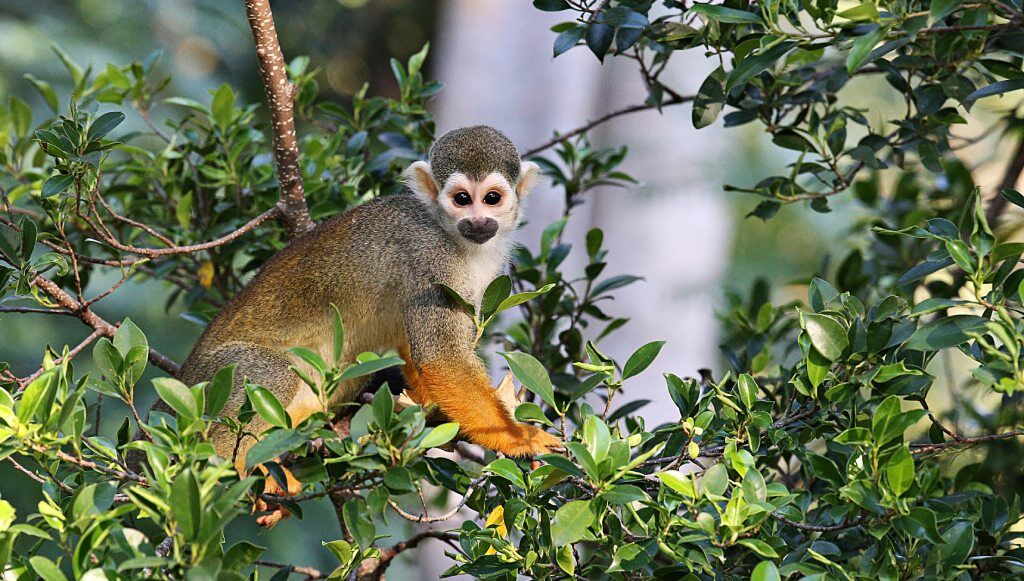 squirrel monkeys monkeyland